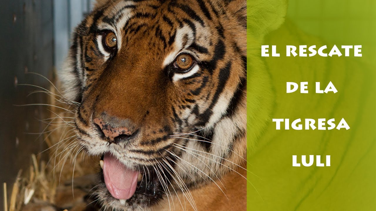 El rescate de Luli – AAP Primadomus