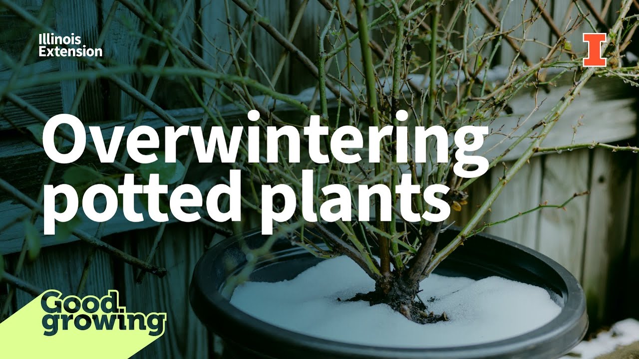 Gardenbite: Советы по зимовке горшечных многолетников | #GoodGrowing