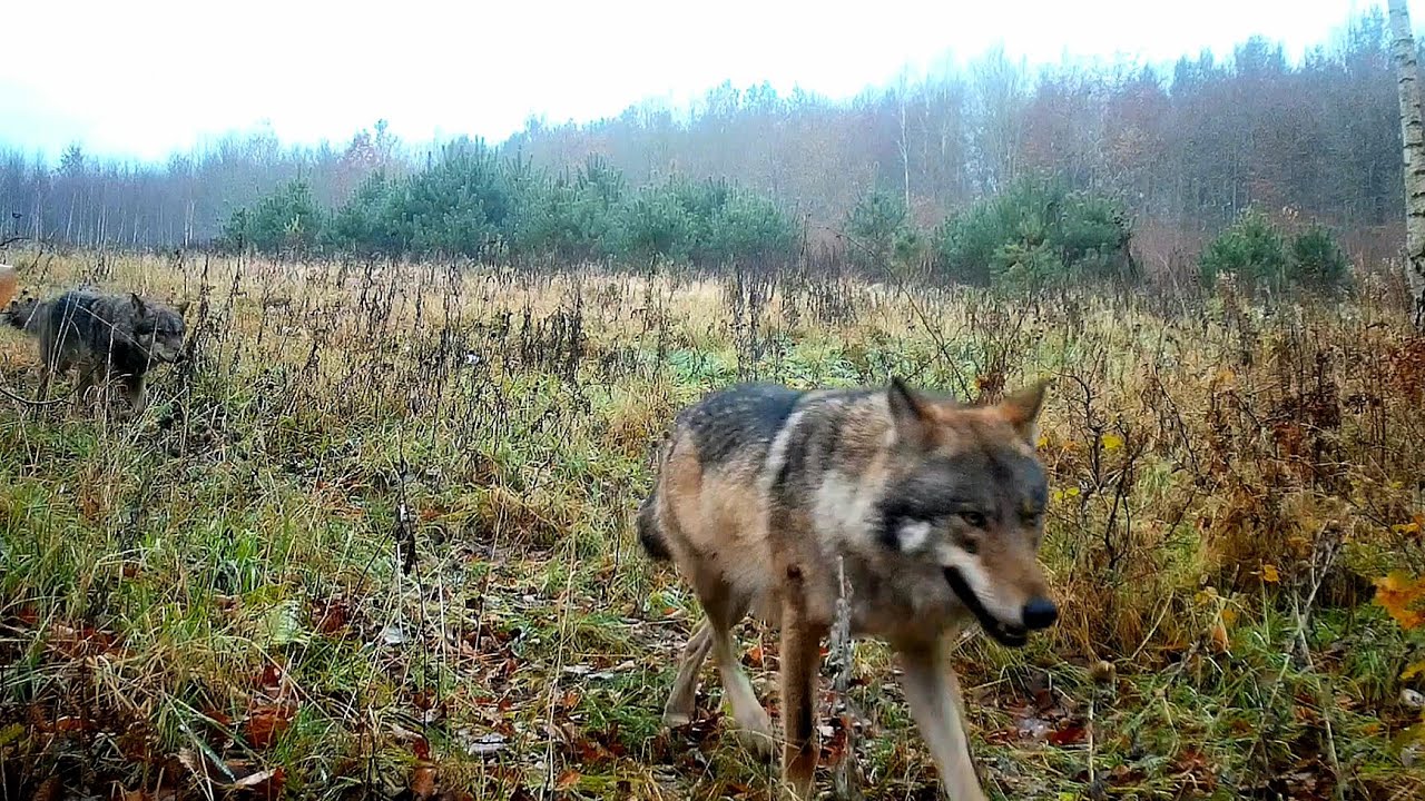 Najlepsze nagranie wilków🐺 - fotopułapka 