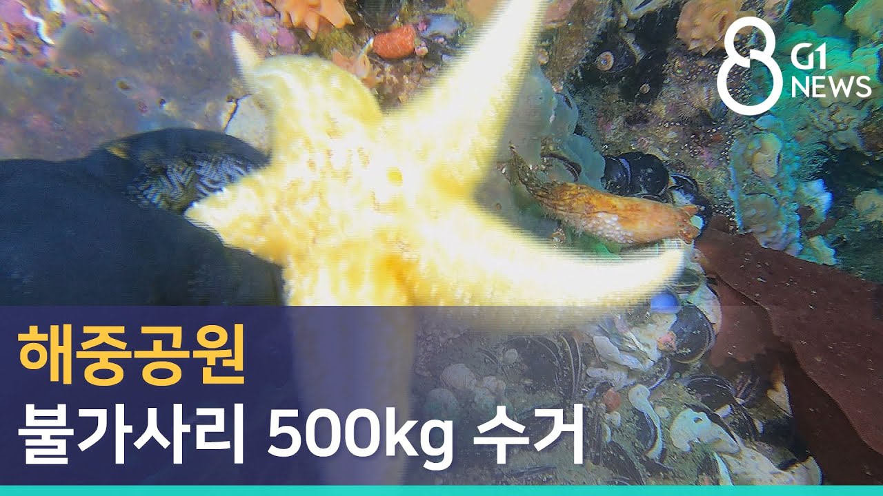 [G1뉴스] 해중공원 불가사리 500kg 수거