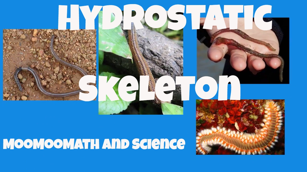Hydrostatic skeleton