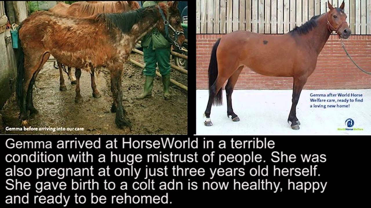 Horse Cruelty Documentary Staring Bethany Shipsey