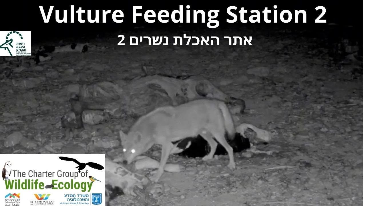 Vulture Feeding Station2 נשר|Israel Nature and Parks Authority|The Charter Group of Wildlife Eco