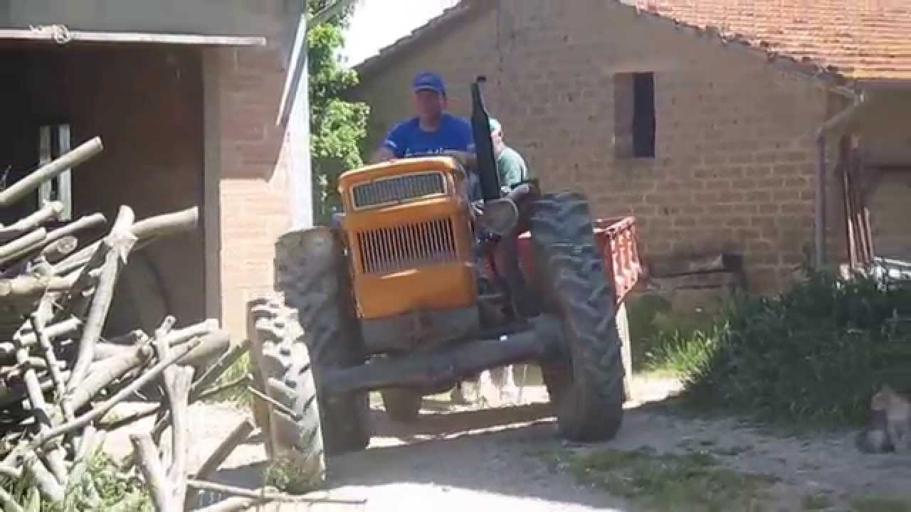 uscita vacca chianina
