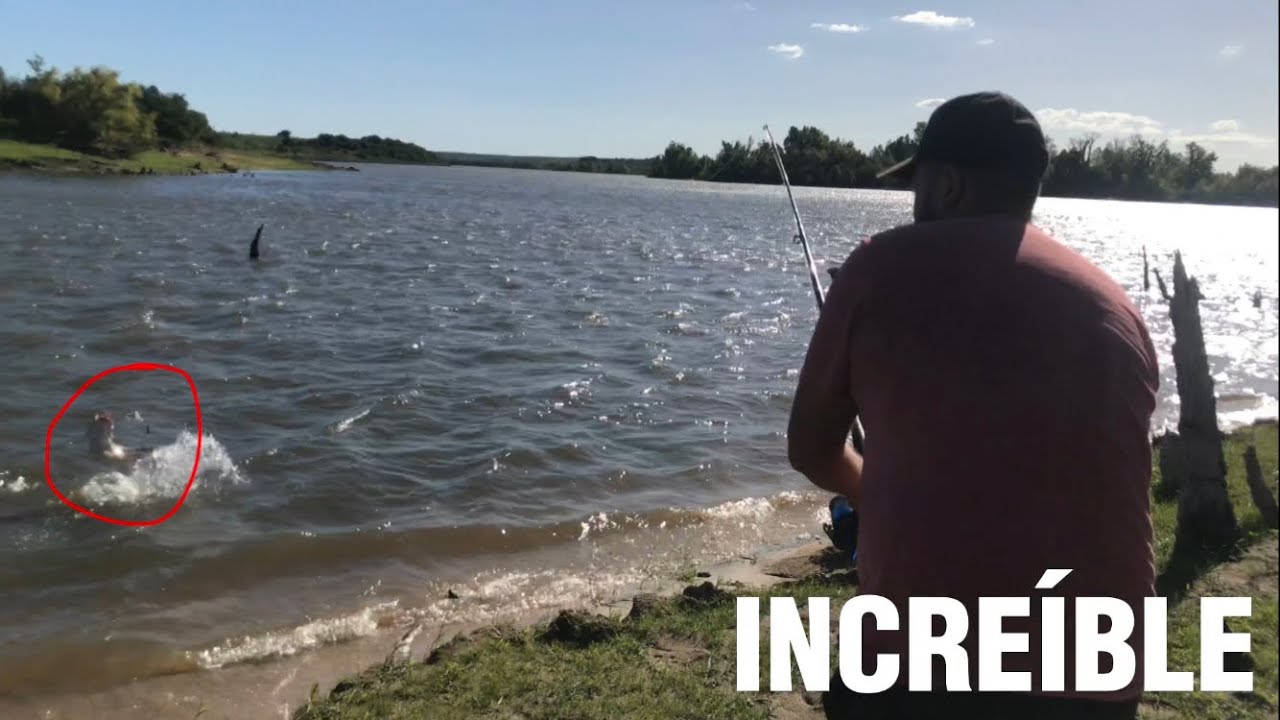 Pescando Tarariras en el Río Negro - Pesca Tarariras Uruguay - #tararira