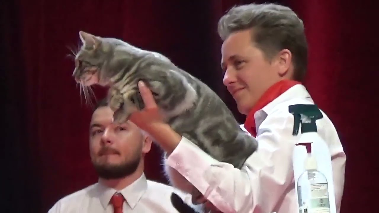 FIFe World Cat Show 2023 Strasbourg 6 Category 3