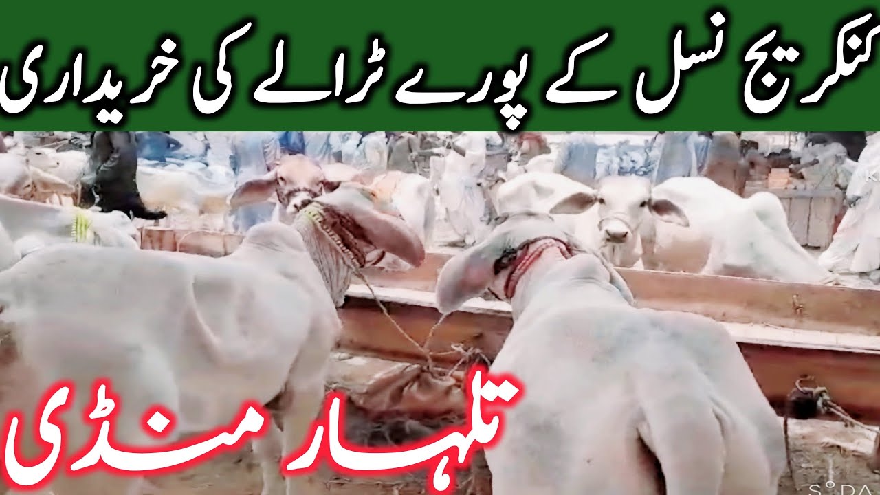 kankrej Cow For Brahmn Breeding In Pakistan India Brazil  And America || Global Village Farming