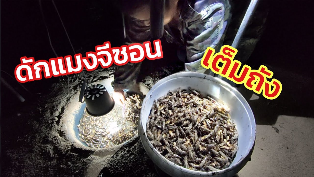 #แทบช็อค!! #ดักแมงจีซอน ด้วยเสียง ตักทั้งคืน (เกือบ) เต็มถัง