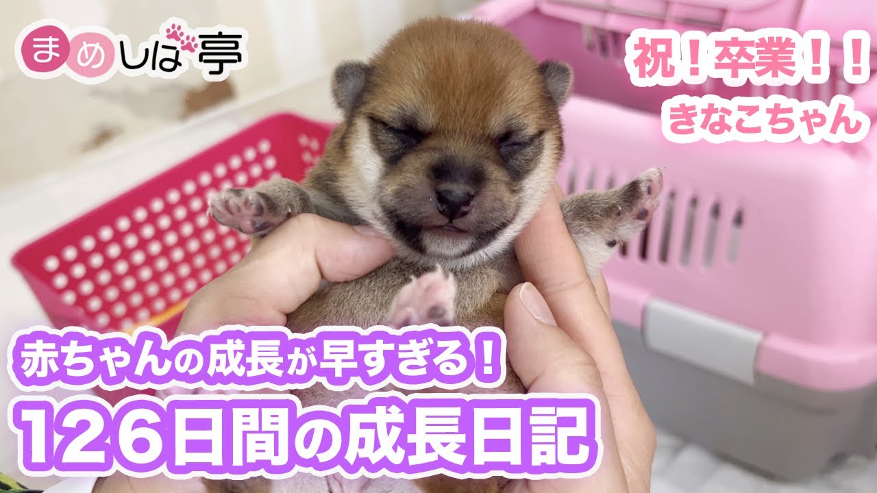 【豆柴犬】赤ちゃんからお姉ちゃんになるまでの成長日記！まめしば亭ブログvlog【卒業記念】