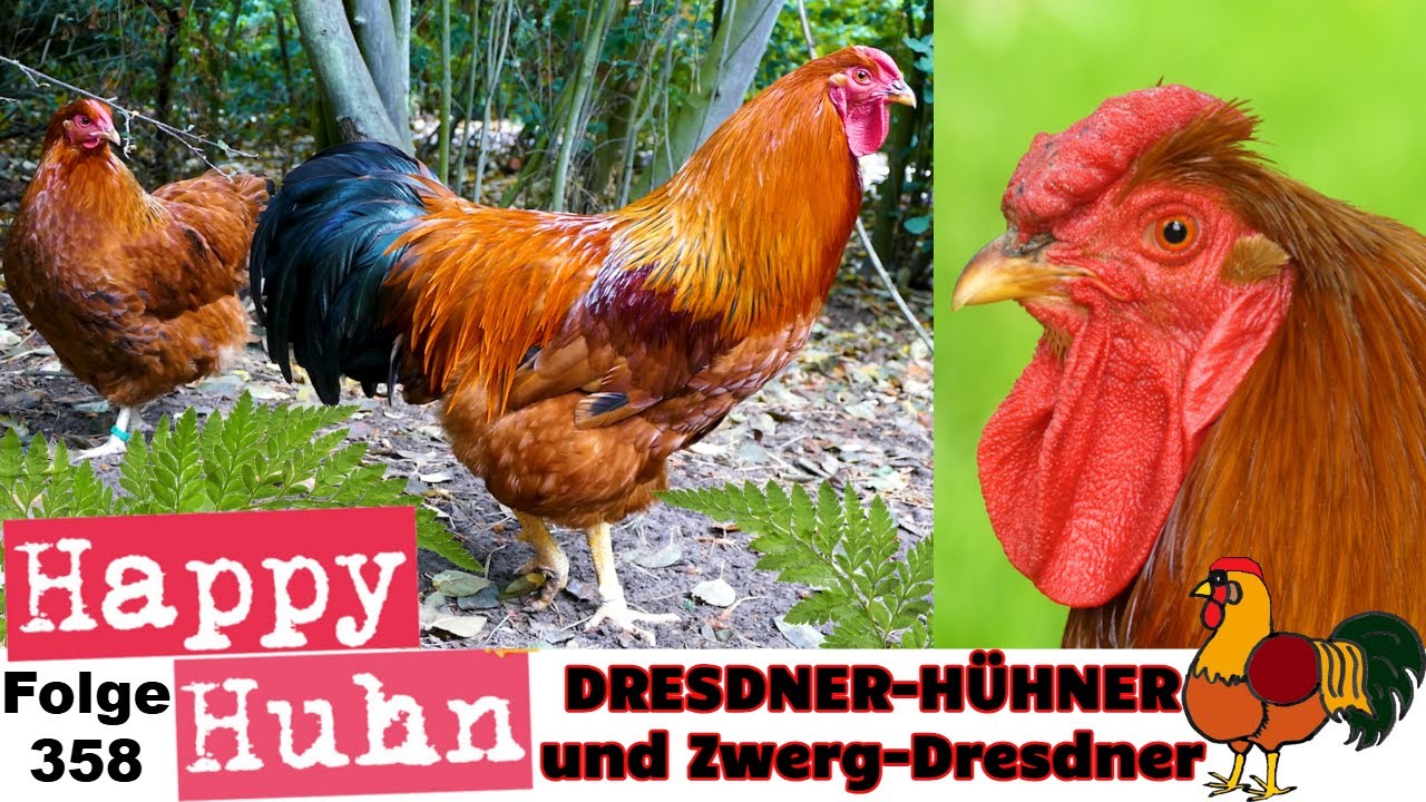 Dresdner-Hühner und Zwerg-Dresdner im Portrait bei HAPPY HUHN in Folge 358 #hühnerzucht #hühner