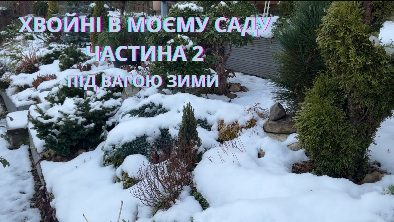 ХВОЙНІ В МОЄМУ САДУ – Частина 2 Характери, форми і настрій — під вагою зими 12/01/2026
