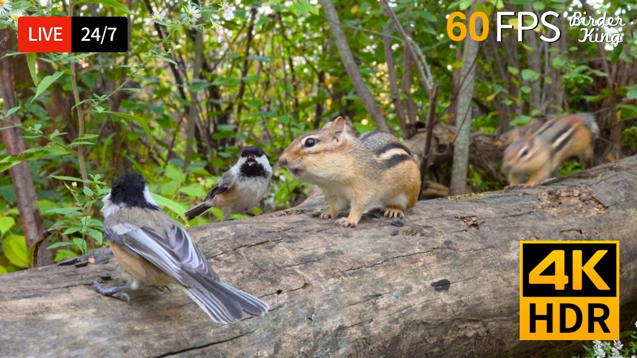 🔴 24/7 LIVE: Cat TV 😺 Cute Birds Chipmunks and Squirrels 4K Cat Games