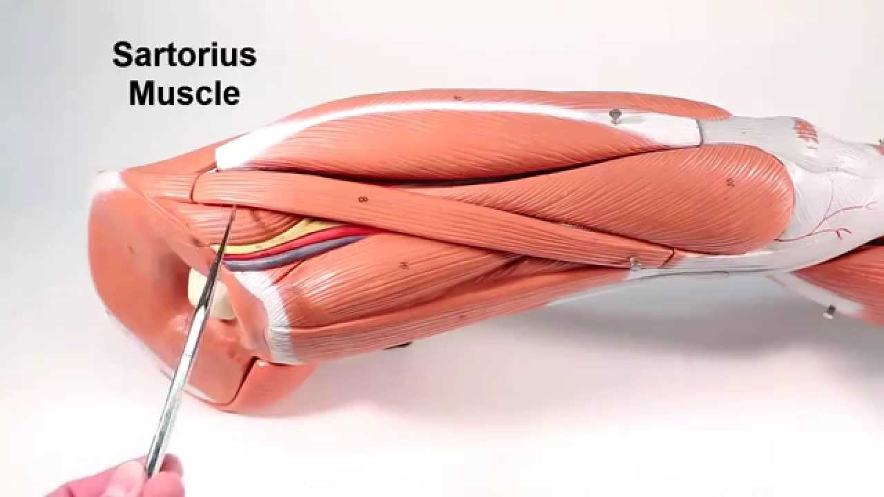 Muscles That Move the Leg   Tibia   Fibula