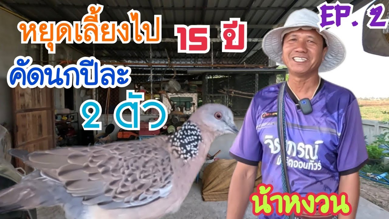 EP.2 หยุดเลี้ยงไป 15 ปี /คัดนกเขาใหญ่เอาปีละ 2 ตัว