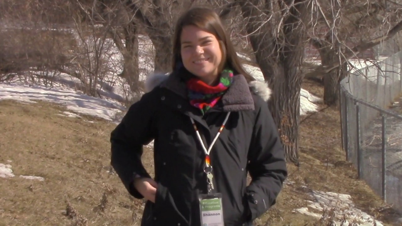 Celebrating Manitoba: Bison Teachings