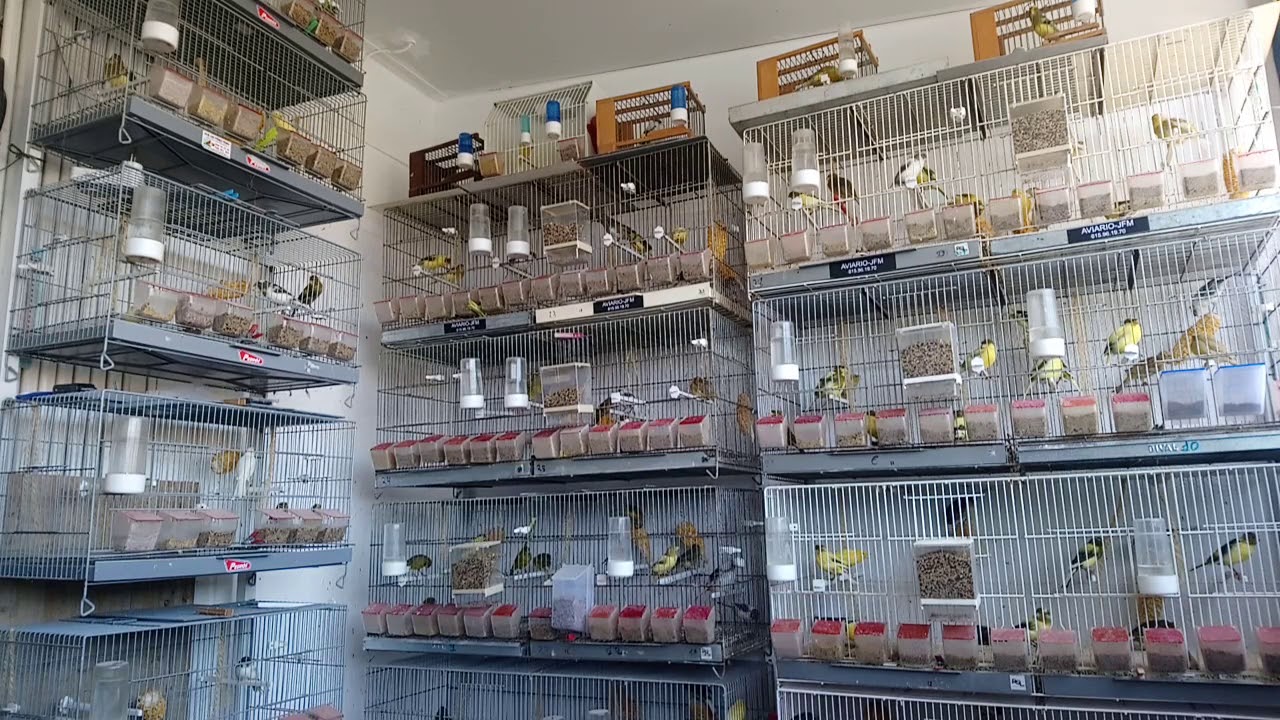 ¡Diferentes métodos para educar timbrados! Aviario jfm.