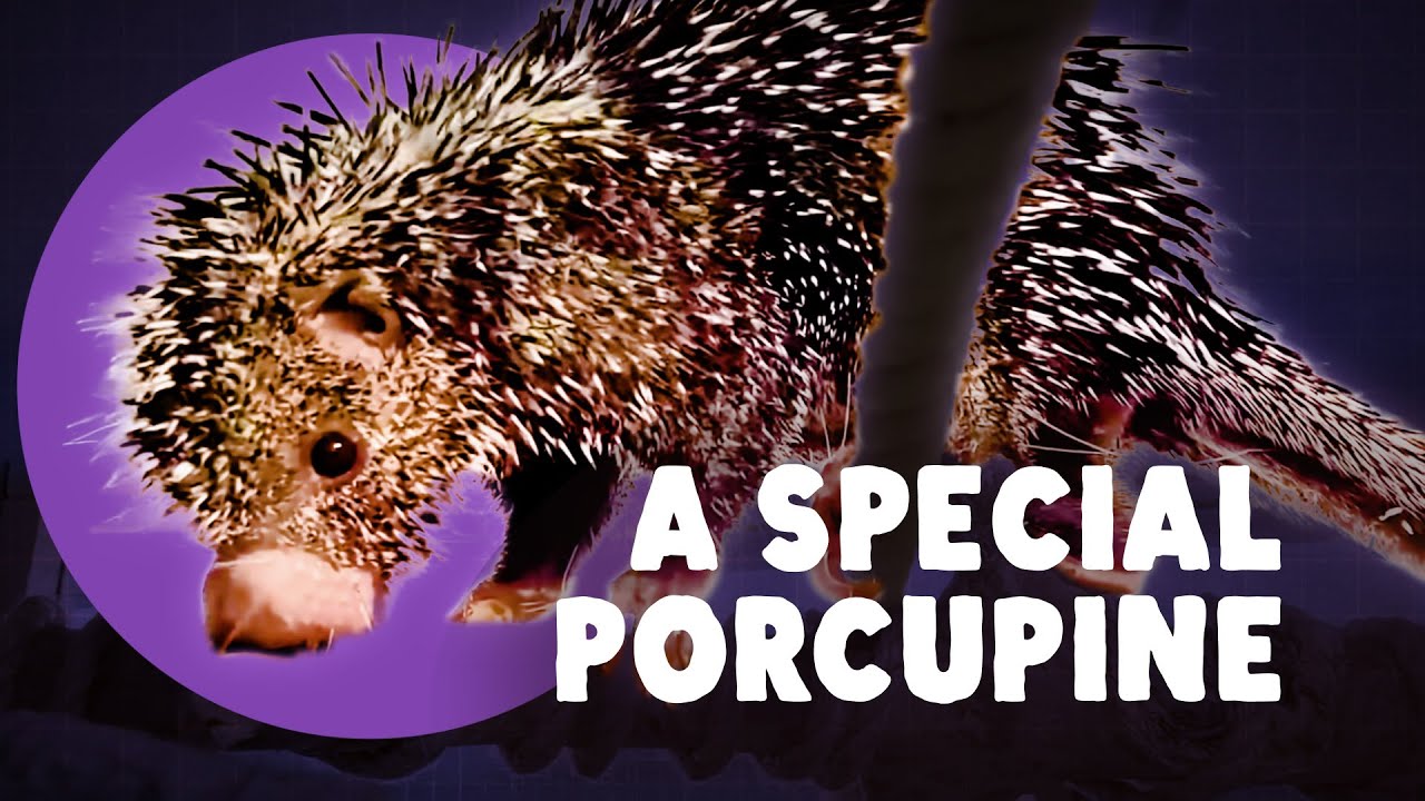 Not All Porcupines Are The Same