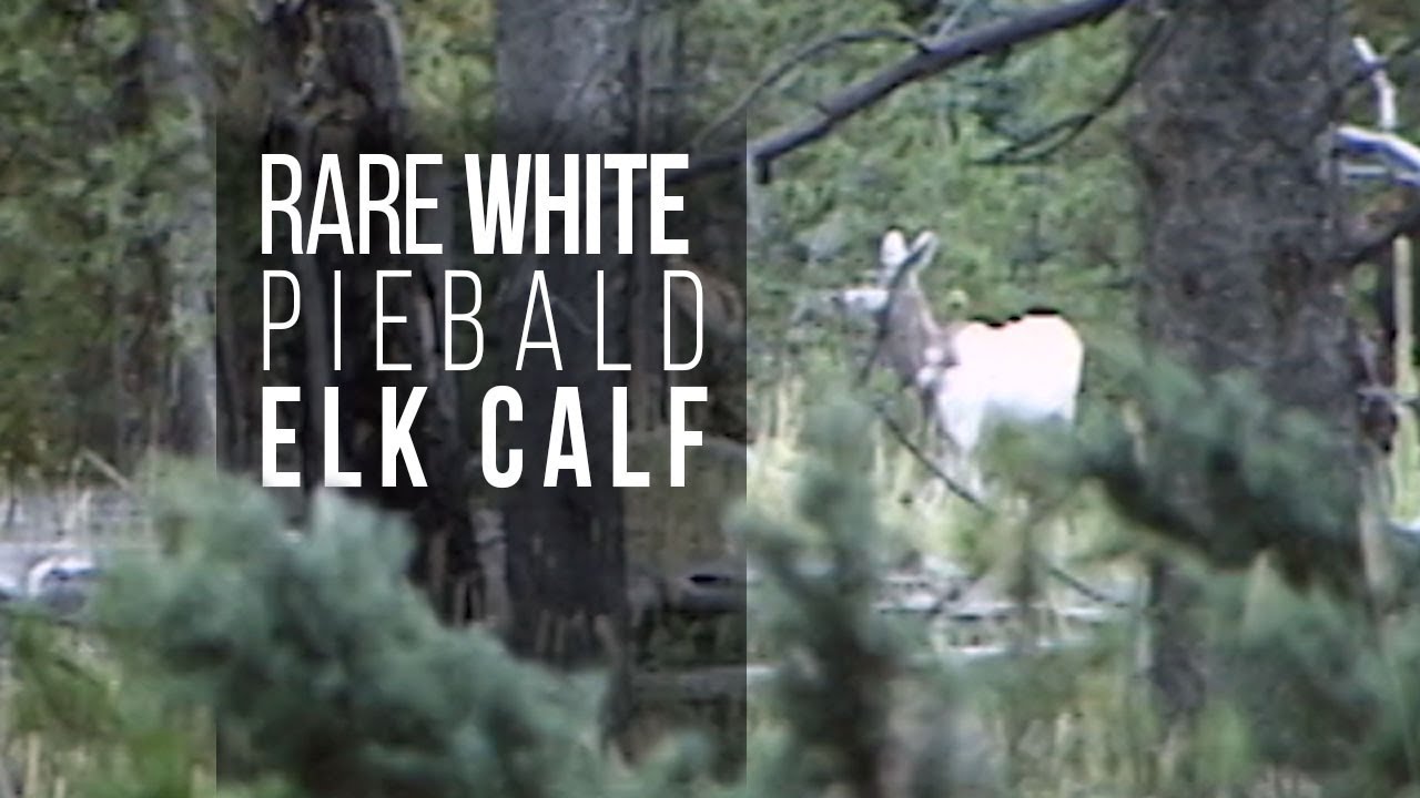 Rare White Elk Calf filmed near Jackson Hole (Wildlife)