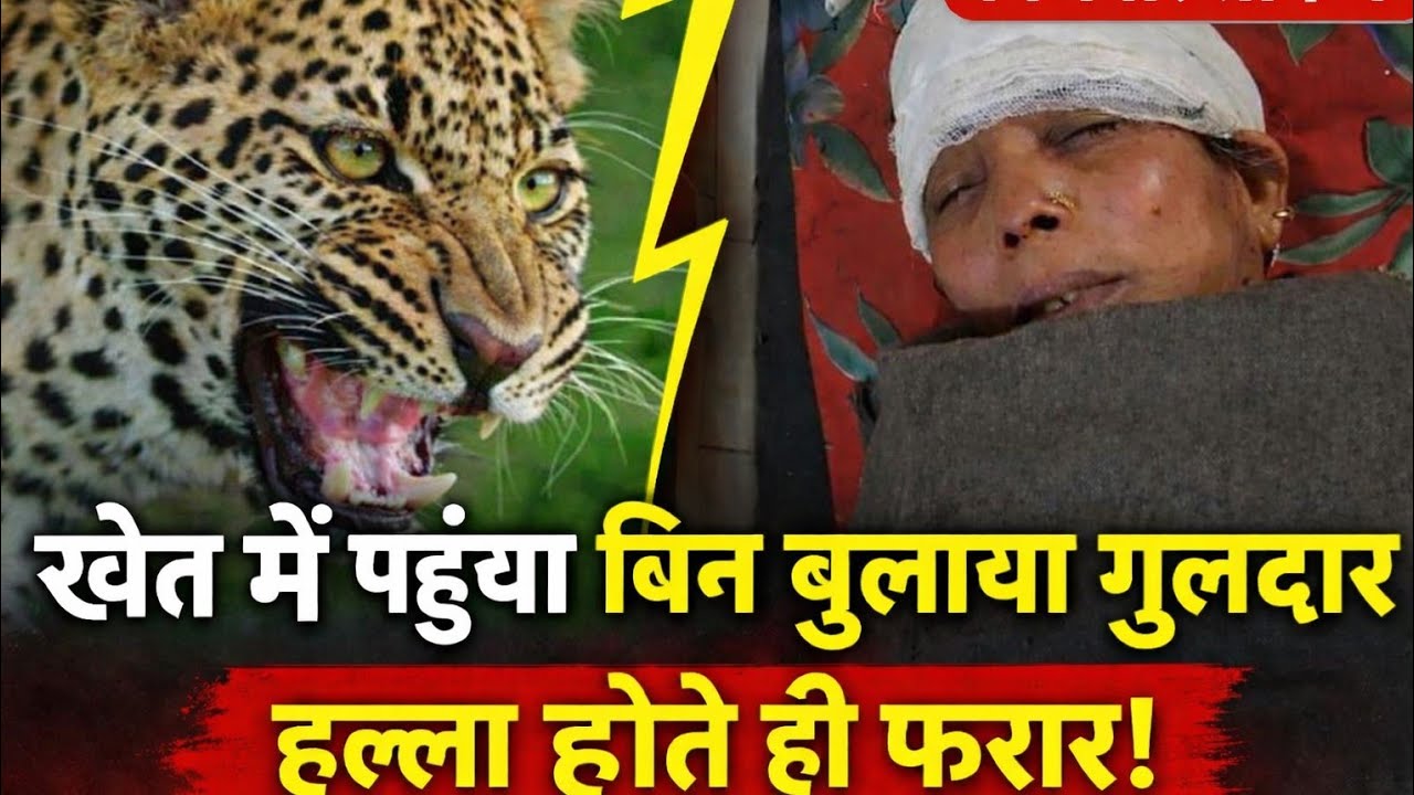 #Bijnor खेत में महिला को  ‘सरप्राइज’ देने पहुंचा गुलदार, हल्ला होते ही हुआ फरार! #bijnor #guldar 