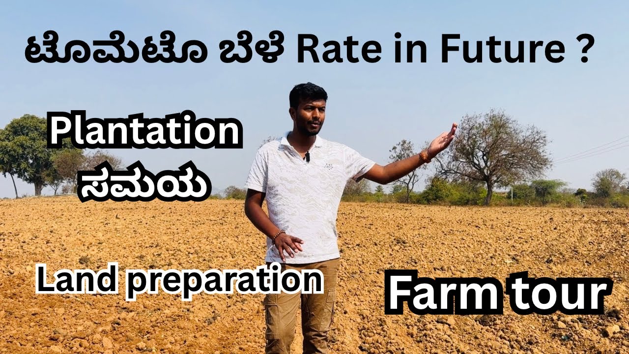 Tomato Farming Full Guide |Plantation Time & Farm Tour | Tomato Crop Planning 2026 | 