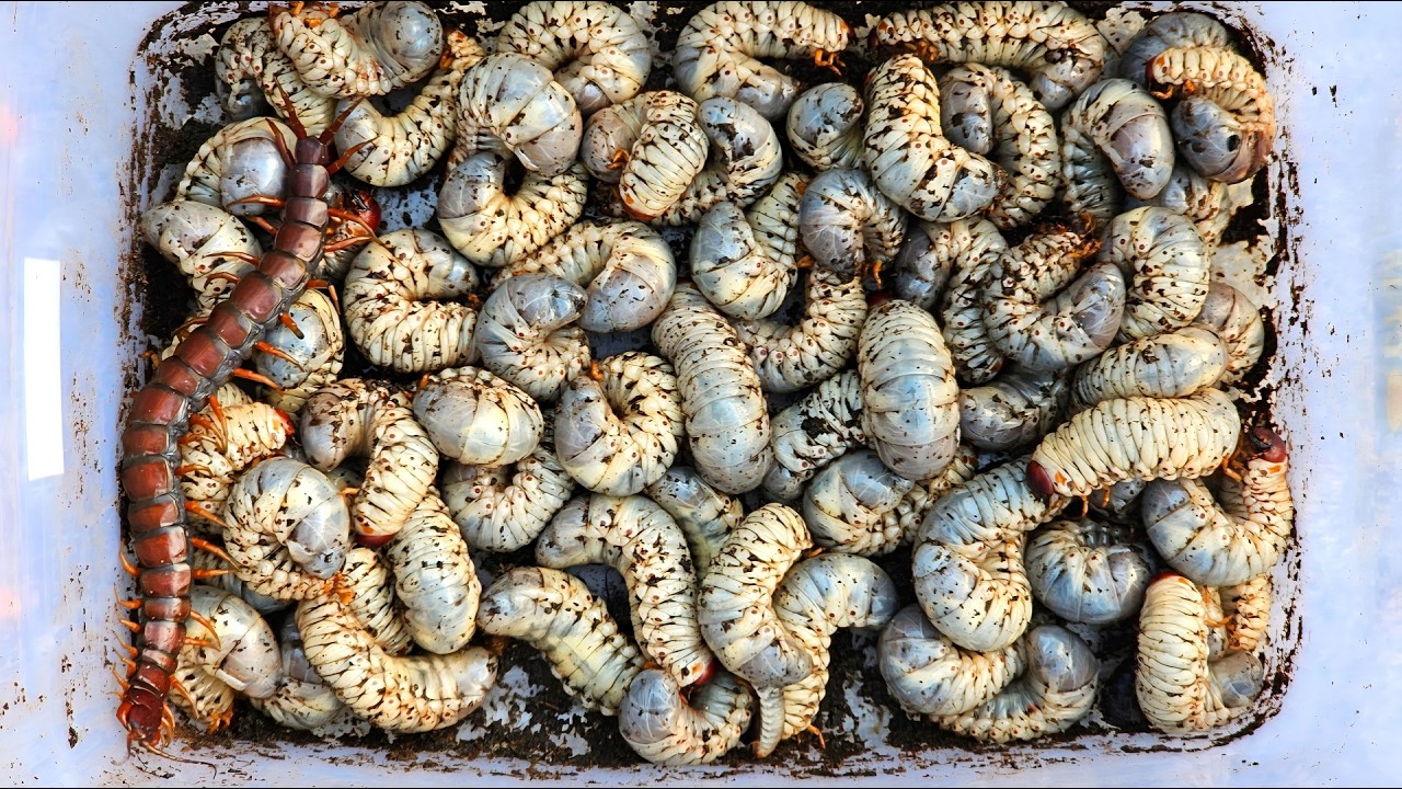 Amazing Catch Groups of larvae rhinoceros beetles, giant centipedes, cockroach and milipedes