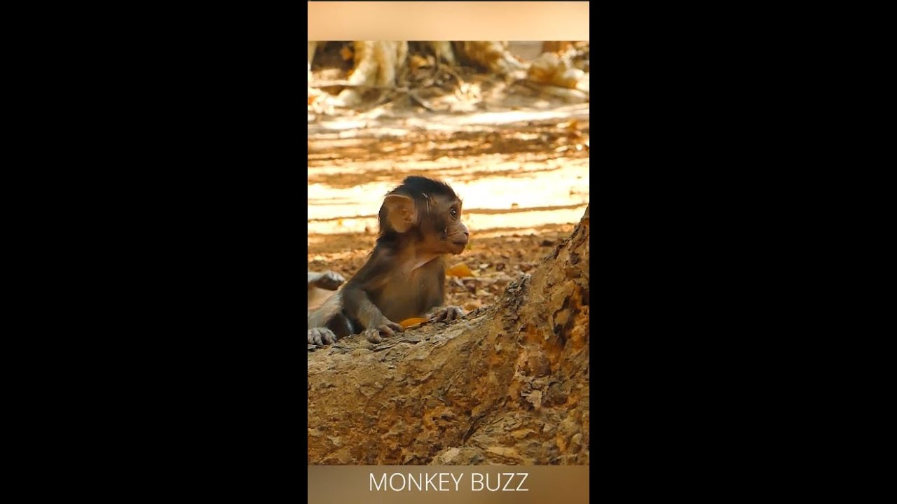 Very Tiny Newborn Baby Monkey Happy Playing With Little Monkey Anissa