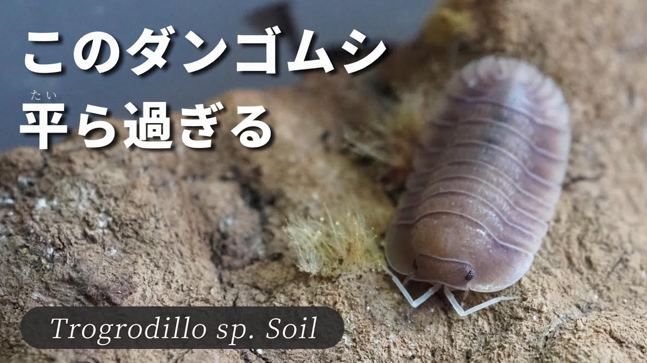 本当にダンゴムシか疑いたくなる様なペラペラダンゴムシの育て方【ソイル】