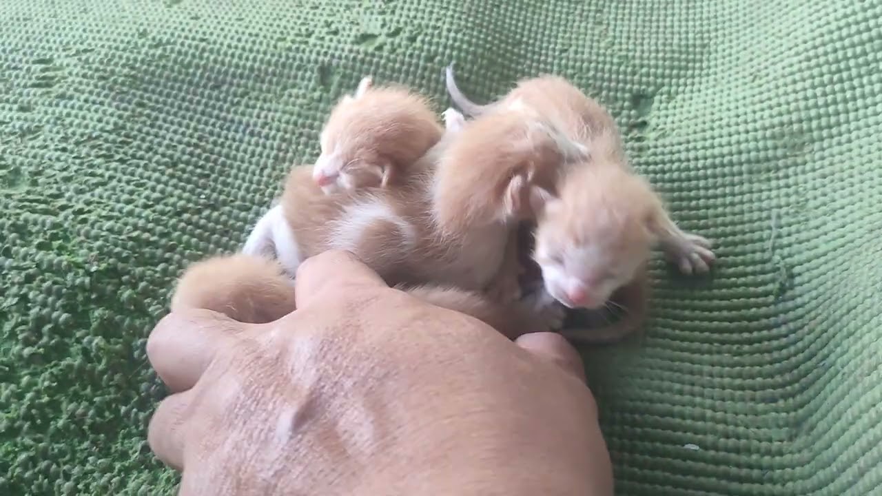 Baby cat 🐈 . 
