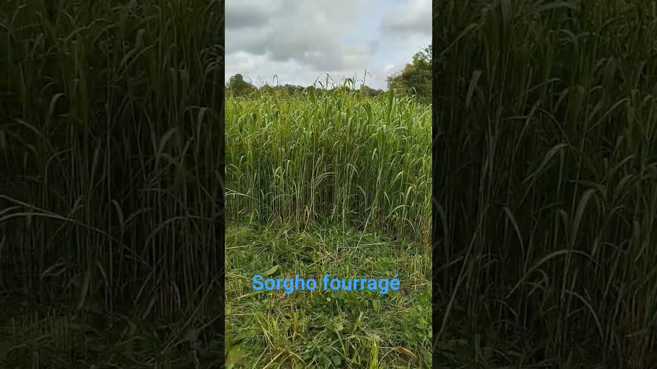 sorgho fourrag&eacute; pour l'alimentation des bovins sur la ferme