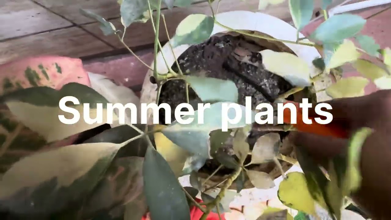 All indoor plants 