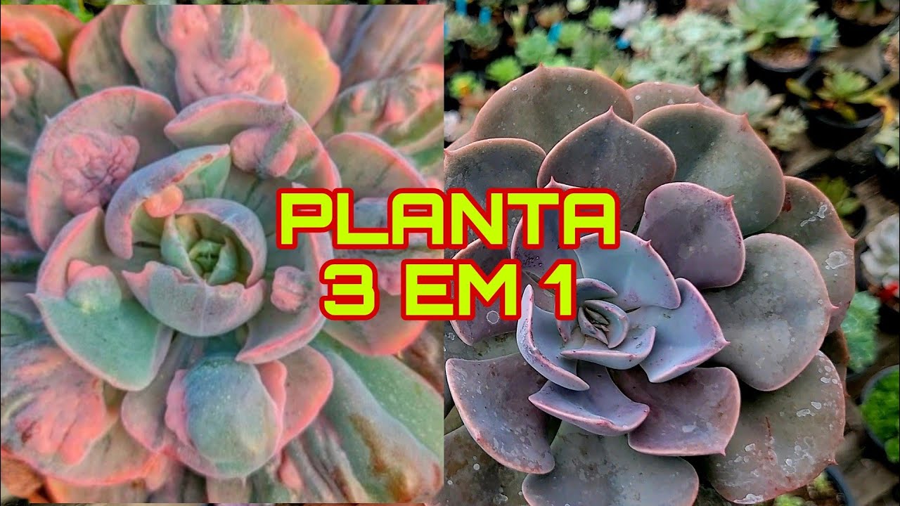 3 SUCULENTAS DIFERENTES NASCIDA DA MESMA ECHEVERIA BEYONCE