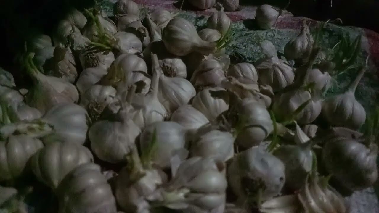 การตอนมะละกอ โดยไม่ใช้ดิน ไม่ใช้แกลบ ไม่ใช้ขุยมะพร้าว ใช้แค่น้ำเปล่า Crop cultivation method    710
