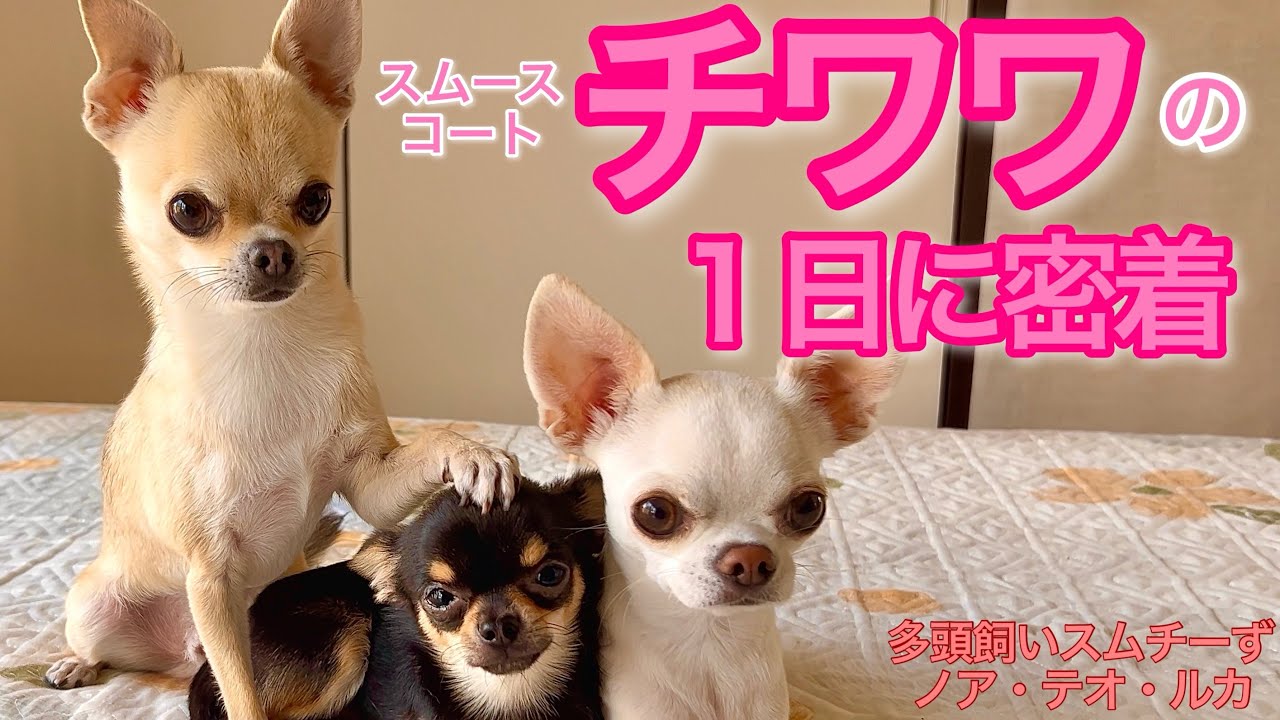3チワワの普段の1日。50代女性のワンオペ。古家を犬ファーストの家に改装。【多頭飼いスムチーず】
