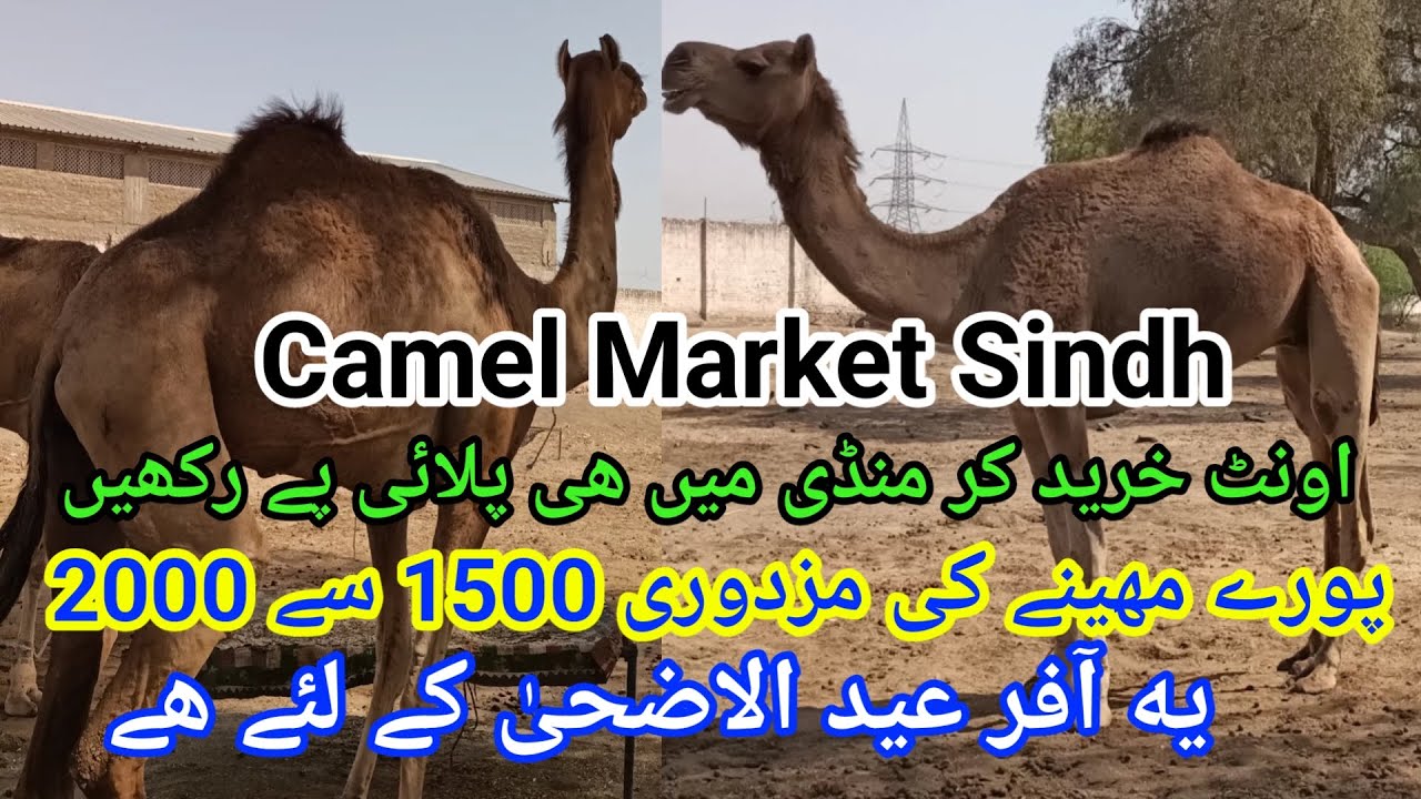 Camel Market Sindh Pakistan