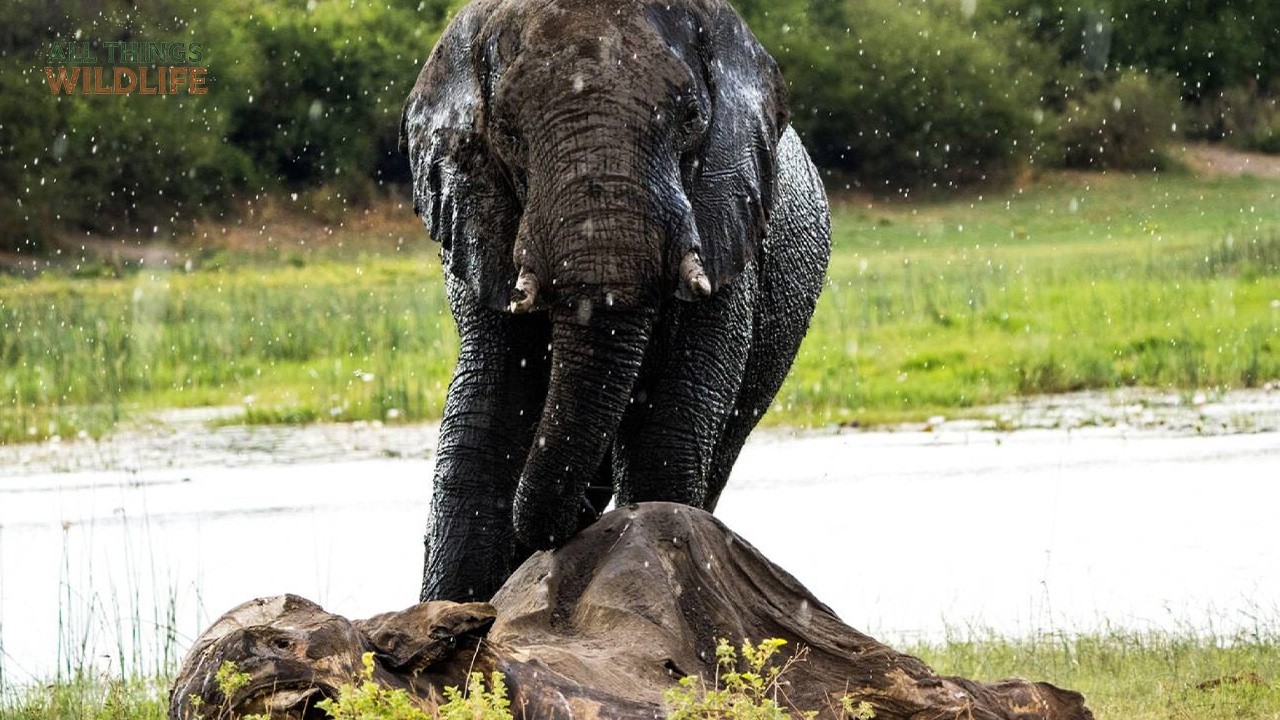 How Elephants Mourn Their Dead?