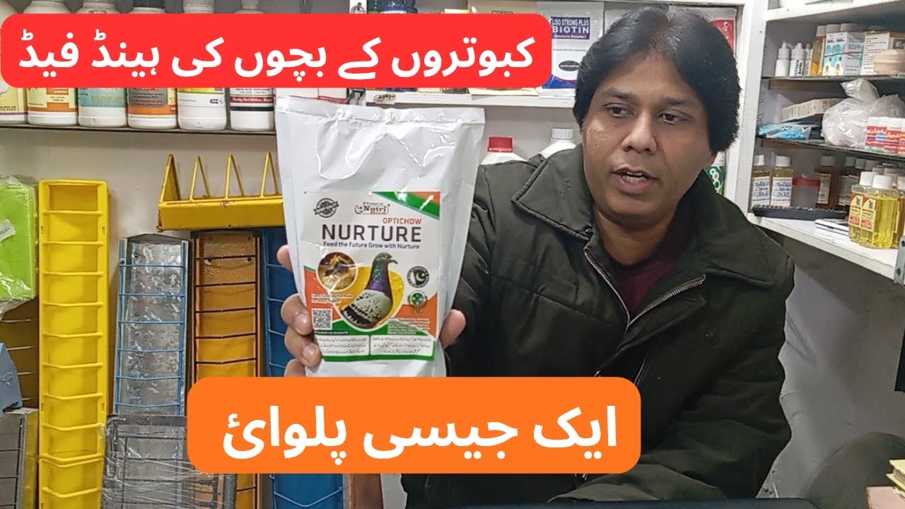 Best Feed for Pigeons | کبوتروں کے بچوں کی اچھی گروتھ کیلئے ہینڈ فیڈ | 
