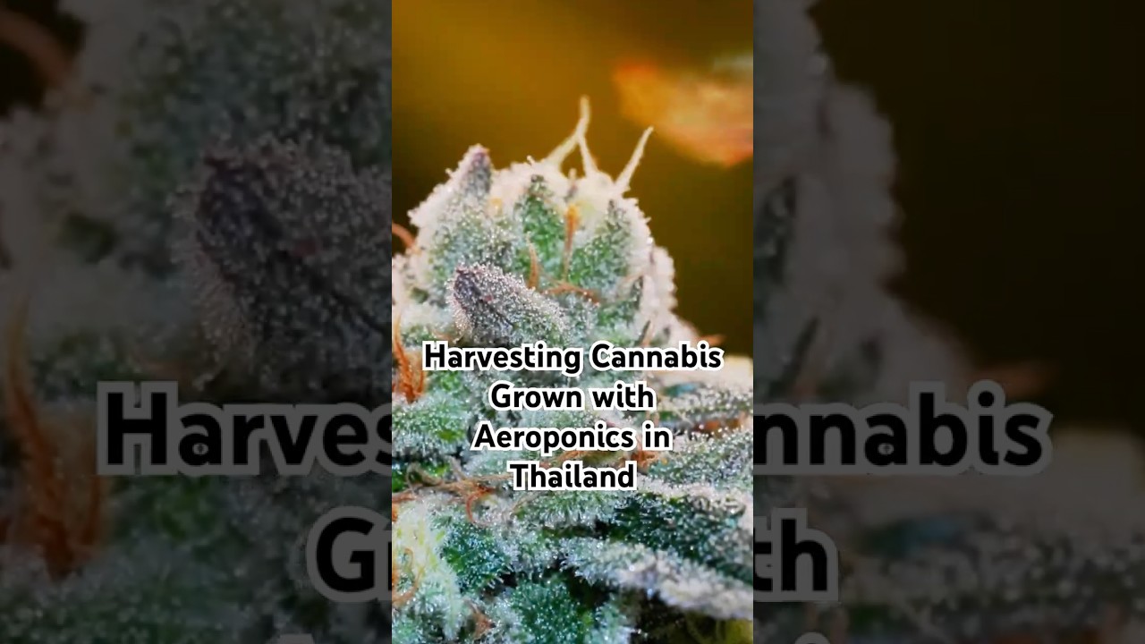 Harvesting Cannabis Grown with Aeroponics in Thailand