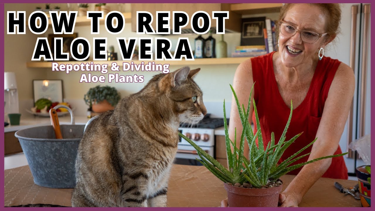HOW TO REPOT ALOE VERA (+ Dividing An Aloe Vera Plant) / JoyUsGarden