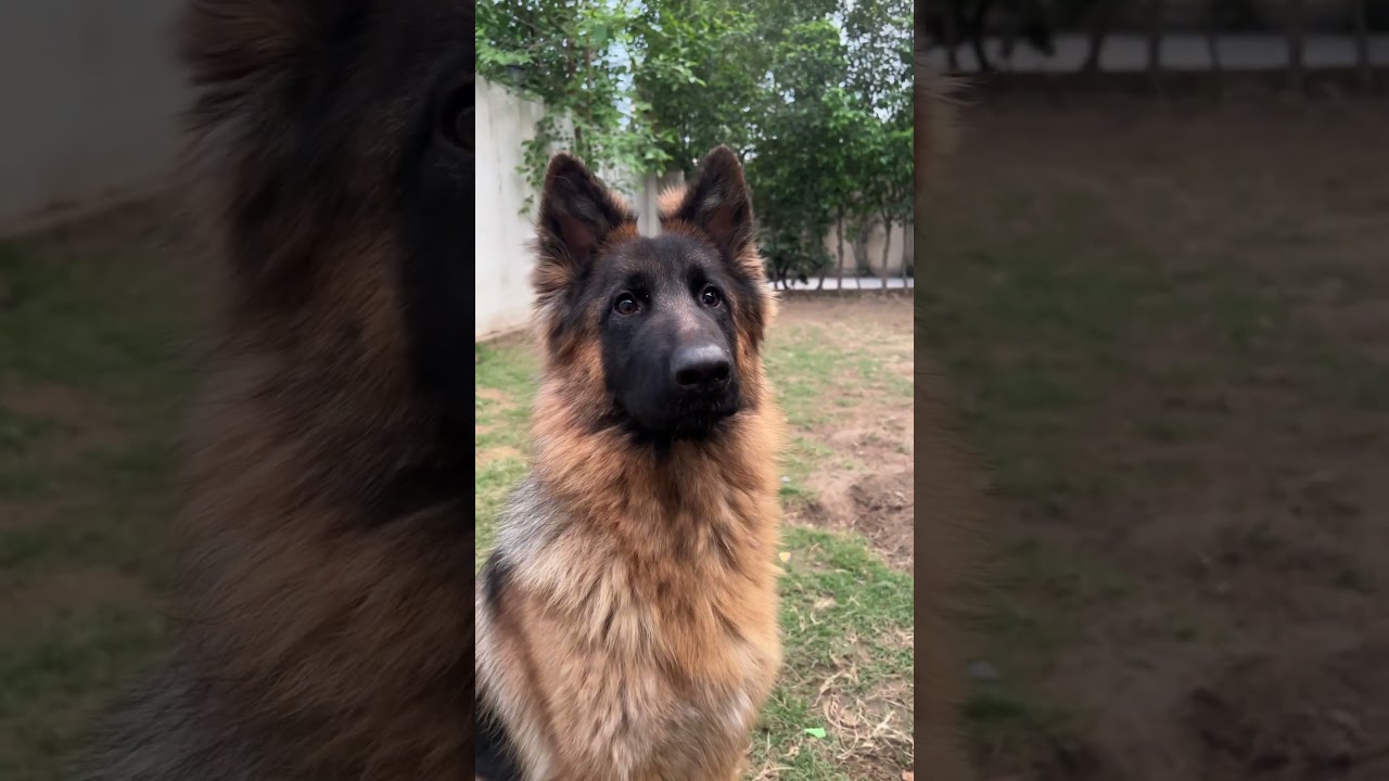 German shepherd loves playing fetch 🐶 !! #youtubeshort #dog #shortvideo #shorts