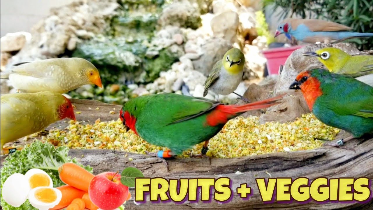 Simple Egg Food Recipe For the Birds #aviary #birds #burung #चिड़िया