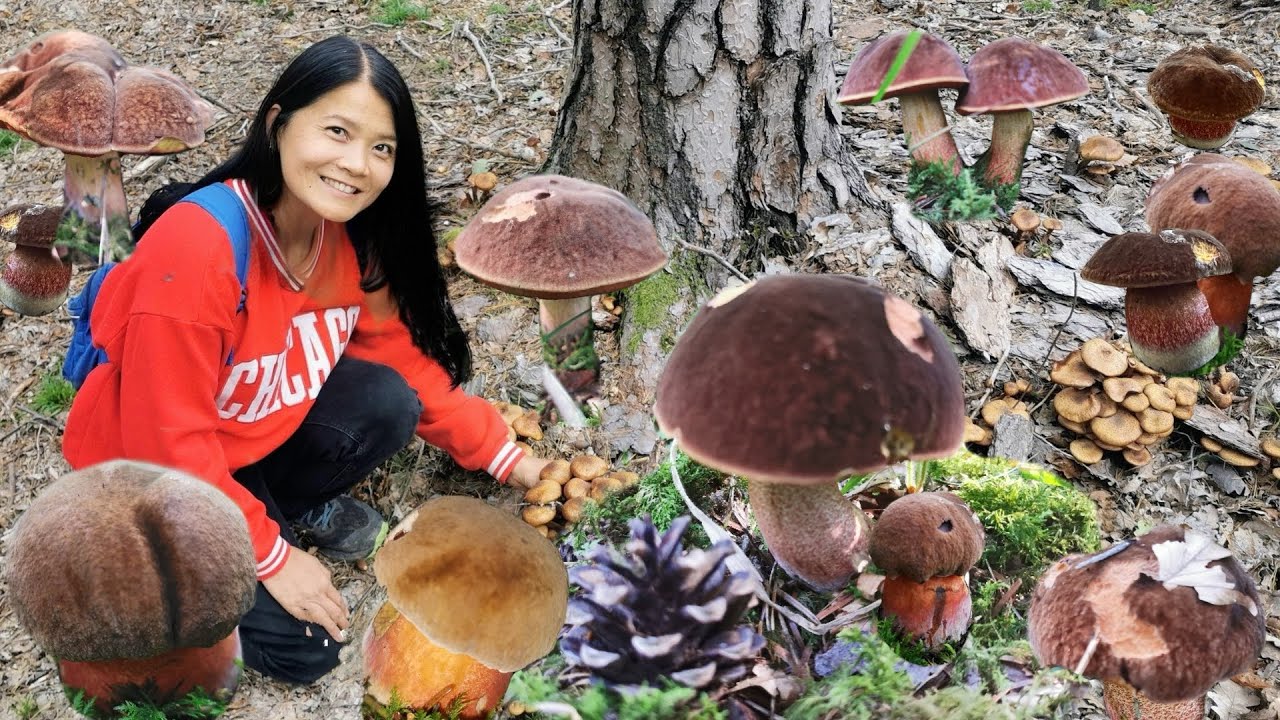 เห็ดผึ้งแม่มดรอบที่​1 เต็มป่า🇨🇭บ่นเพราะเจ็บใจมีคนถอนทิ้ง Flockenstieliger Hexenröhrling
