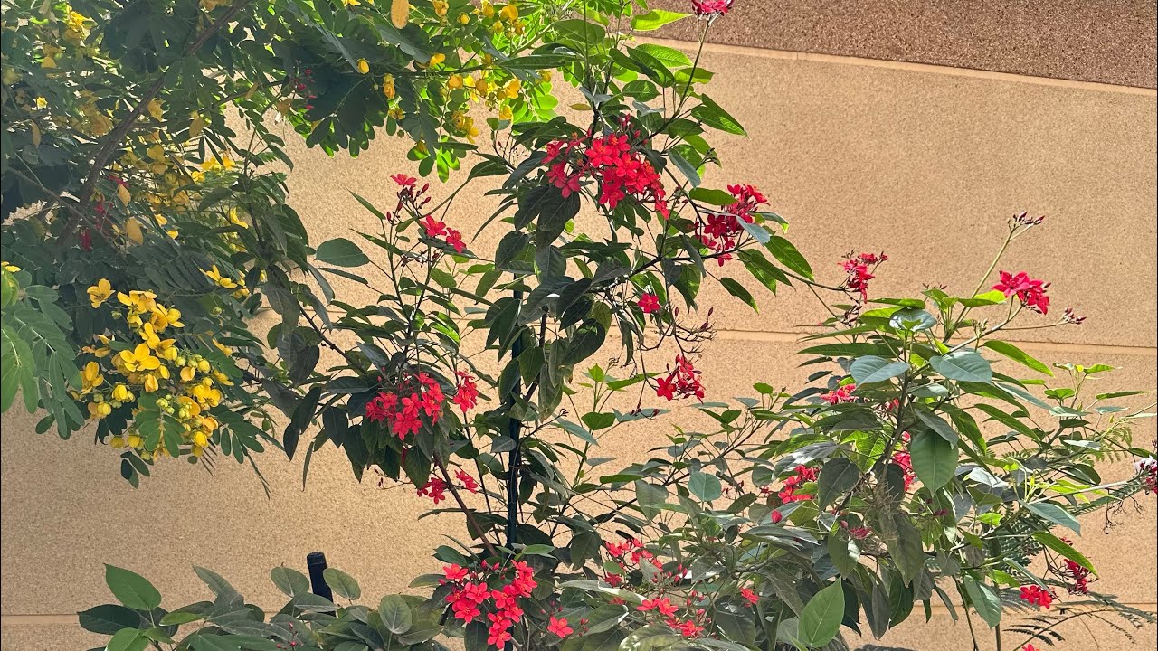 تطور الحديقة خلال ٣ سنوات🌳