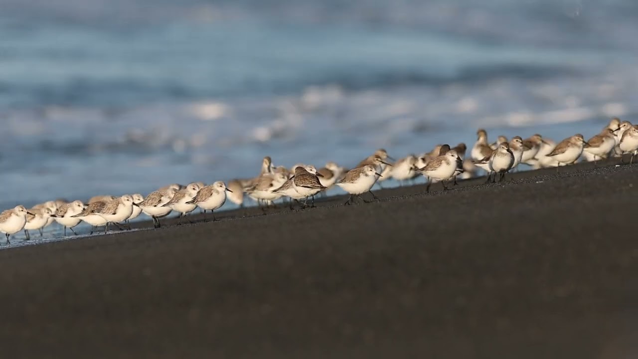 浜辺で採餌する『ミユビシギ』💕