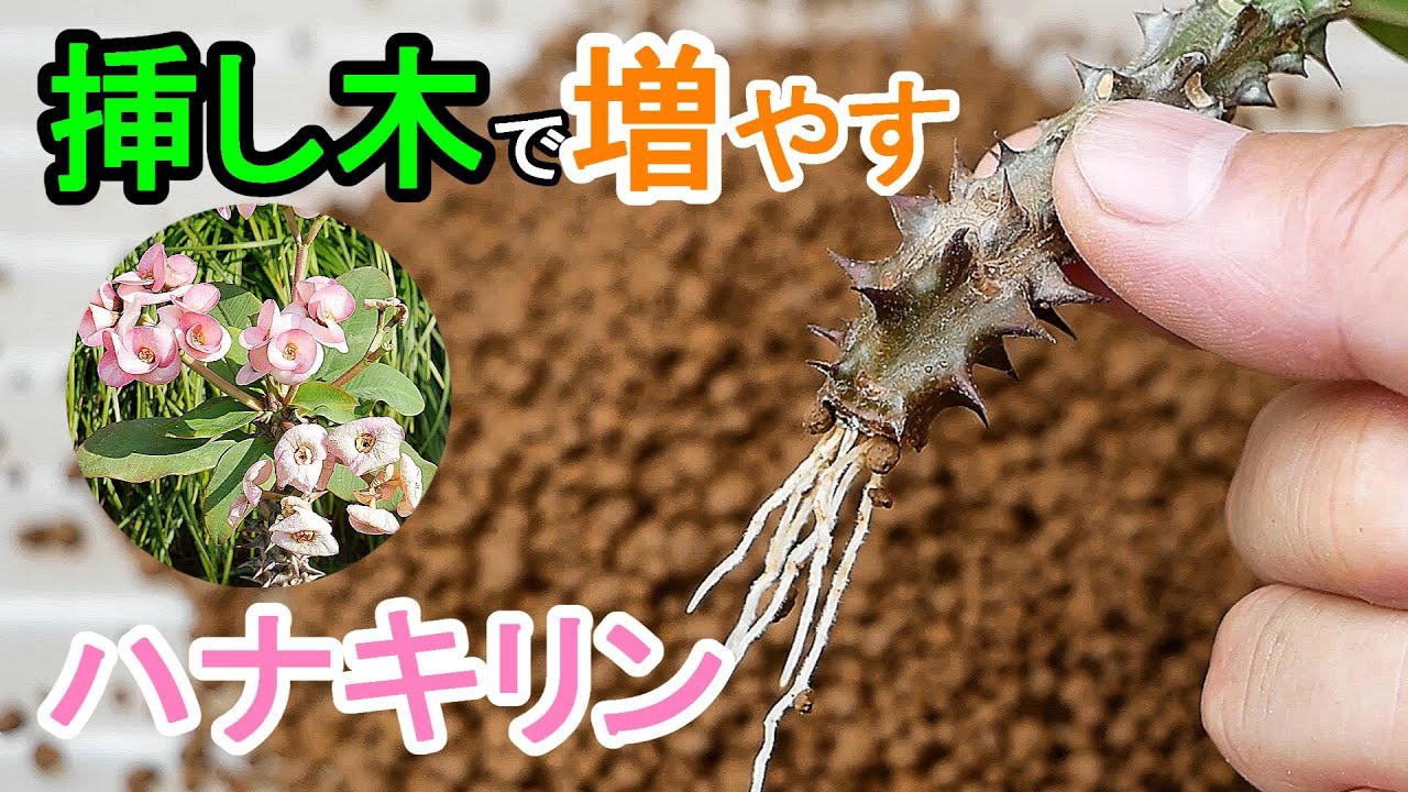 ハナキリンの挿し木　土挿しで