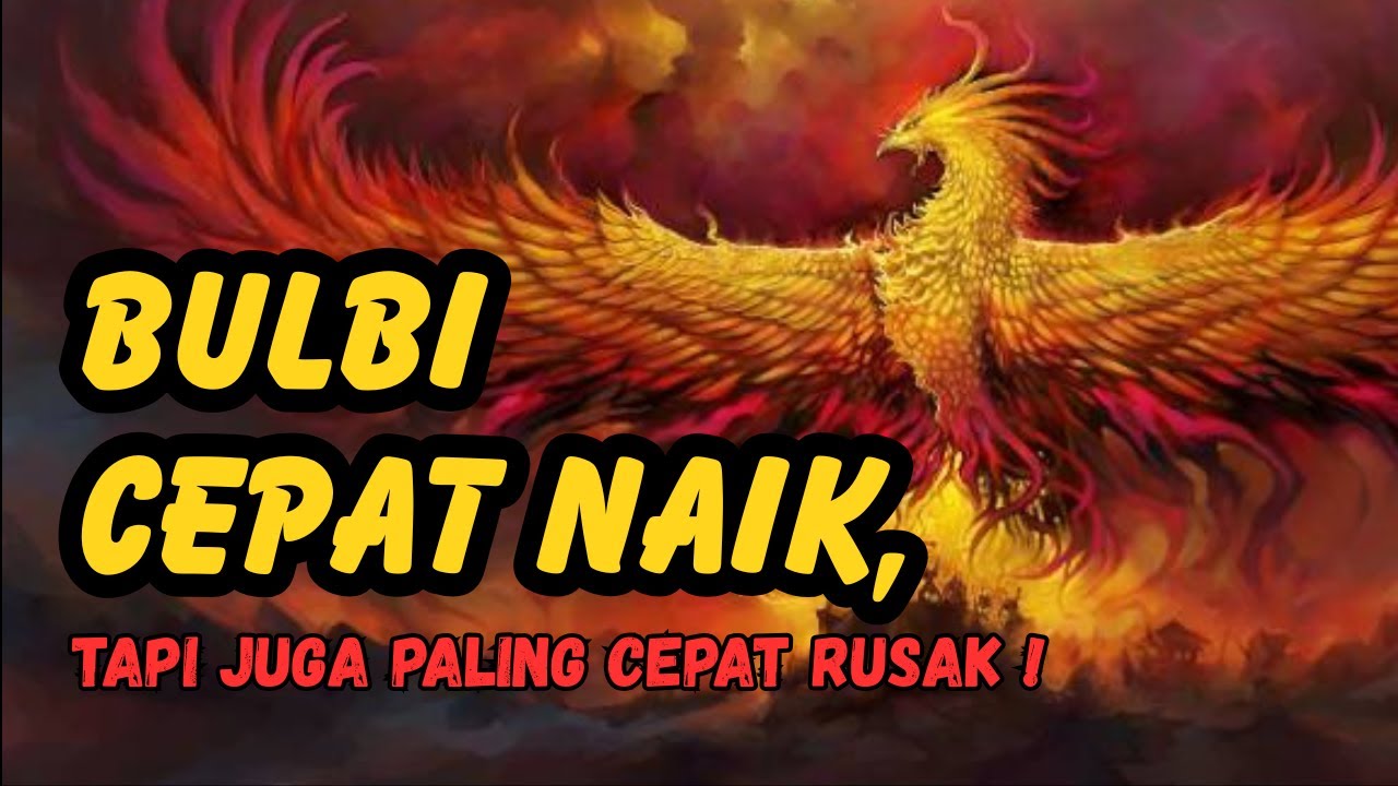 Kenapa Ayam Bulbi Sering Turun Tanpa Disadari ?