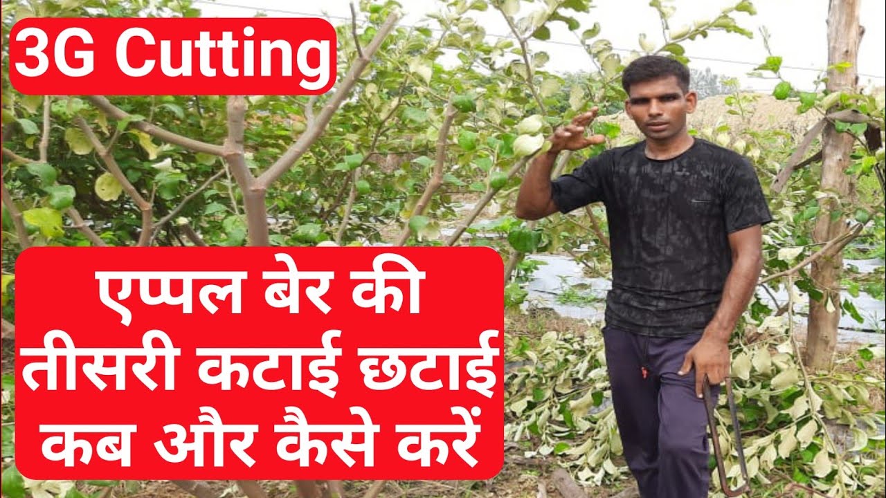 एप्पल बेर की तीसरी कटिंग / प्रूनिंग कब और कैसे करें? | Apple Ber Farming 