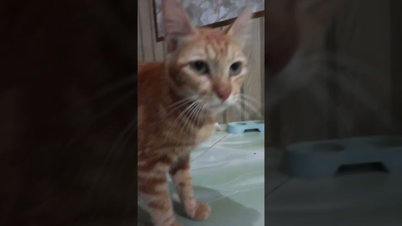 Dulu aku anti sama kucing, tapi skr  lihat mata kucing aku aja aku gak tega