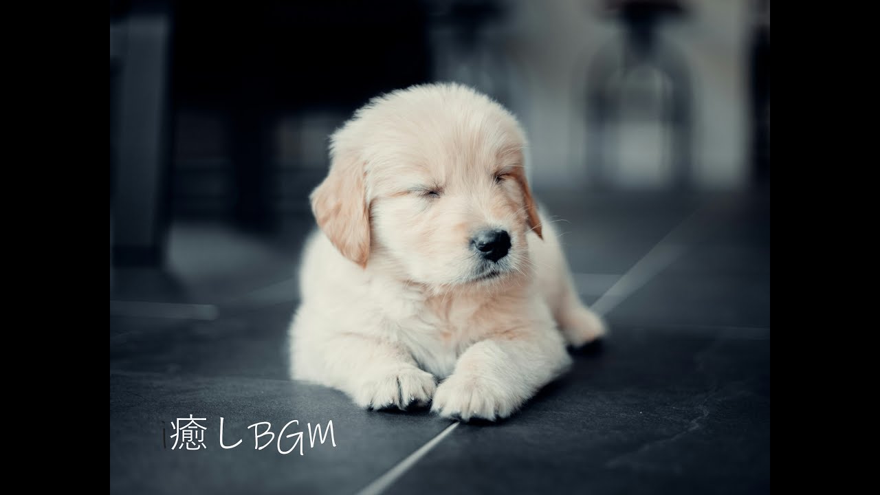 【お留守番対策】寂しさを和らげる、ペットにやさしいピアノBGM｜Pet relax Music🐾🎶