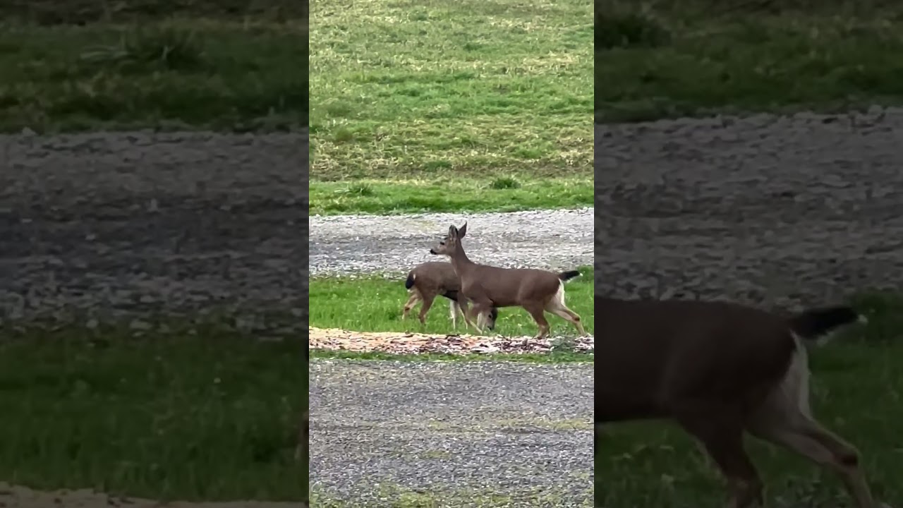 #viral #nature #naturephotography #share #shortsvideo #shorts #fyp #deer #deerlife