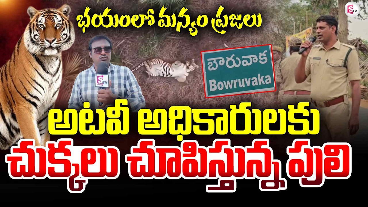 చుక్కలు చూపిస్తున్న పెద్ద పులి | Rampachodavaram Tiger Latest News Updates | Tiger News | SumanTV